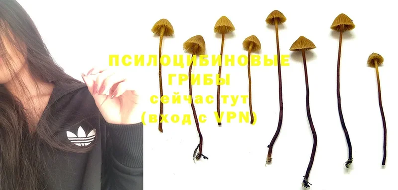 Галлюциногенные грибы Psilocybine cubensis  сайты даркнета официальный сайт  Опочка 